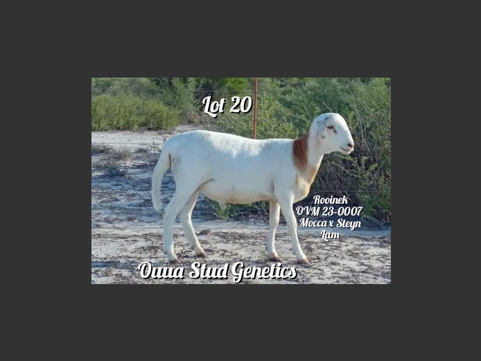 ID:23-0007OVM | OUUA STUD GENETICS