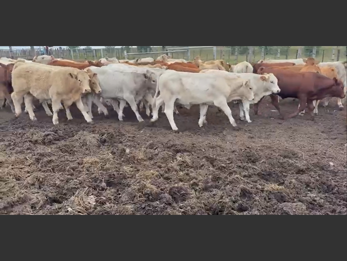 Weaners 