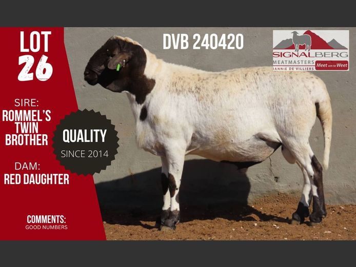 DVB 240420 | SIGNALBERG MEATMASTERS