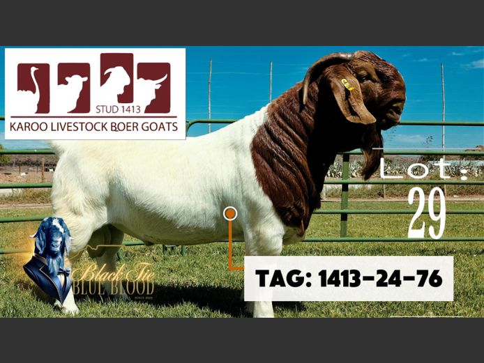 1413240076 | Karoo Livestock Boer Goat Stud