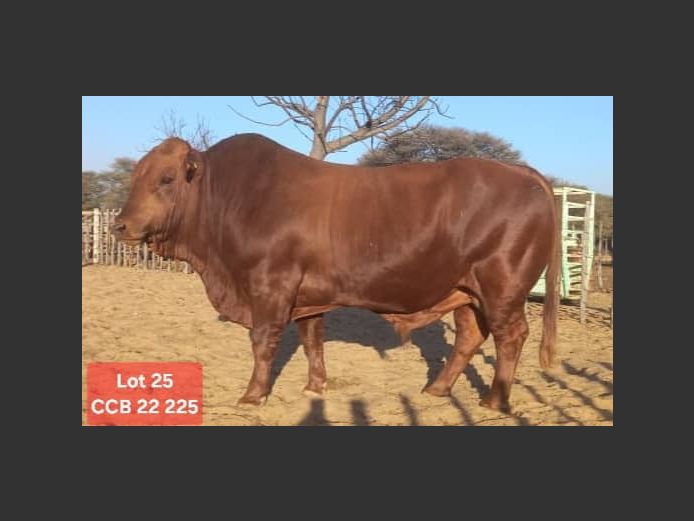 CCB220225 | CATTLE COUNTRY BONSMARAS