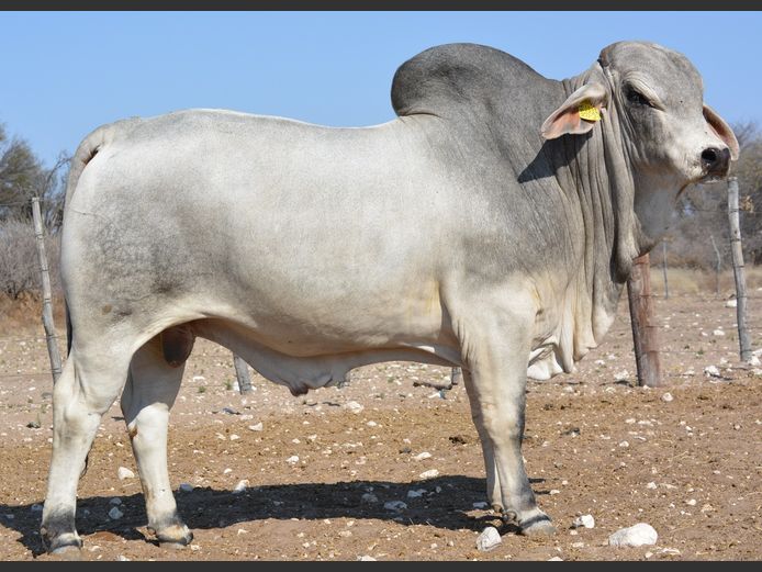23-0307FK | WANETTA BRAHMANE