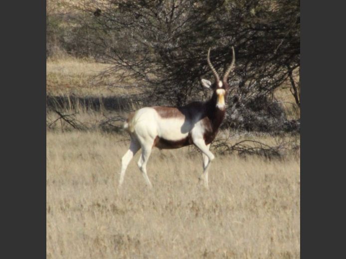 Saddleback Blesbok Ram