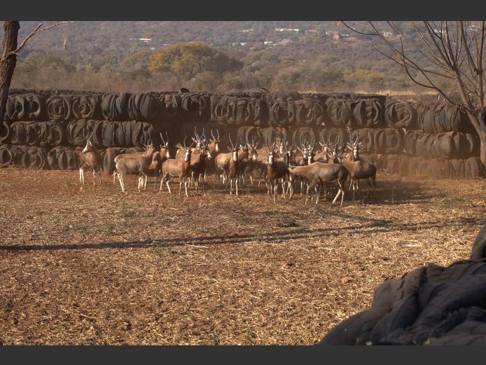 BILTONG BLESBOK RAMME