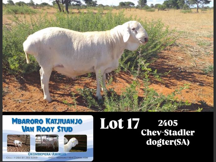 2405 | MBARORO KATJIUANJO VAN ROOY STUD
