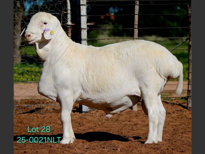 25-0021NLT | LEKWATER