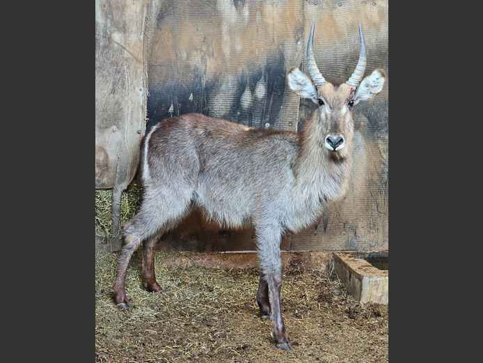 WATERBUCK | UNICO PROJECTS