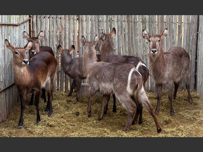 Waterbokke