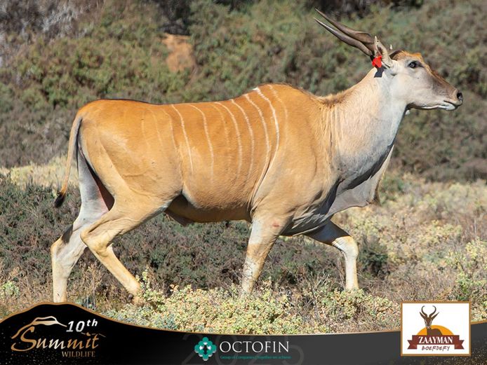 Livingstone Eland bull 	