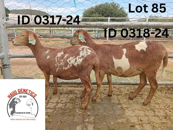 COMMERCIAL EWES | KAUU VAN ROOY STUD