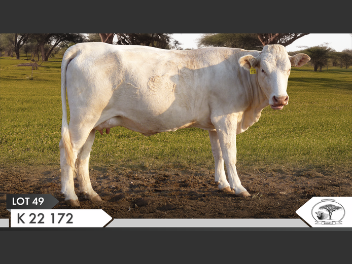 K 220172 | KOPERKOP HUGENOOT STOET