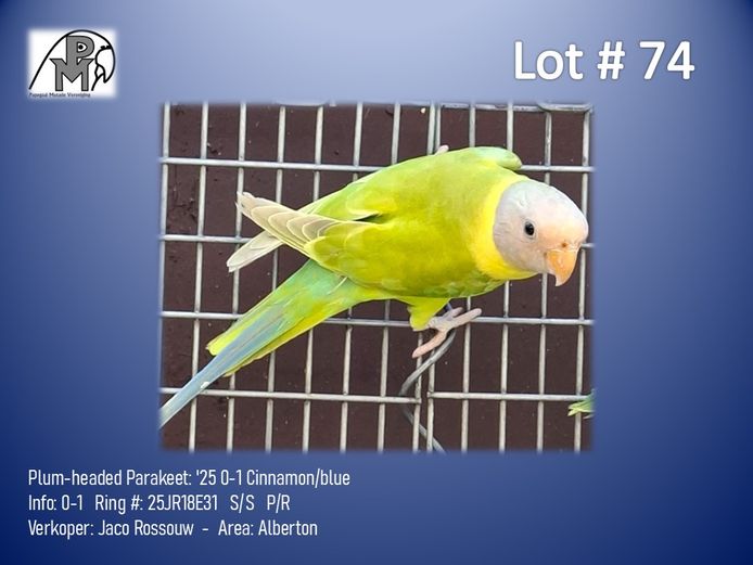 0-1 '25 Plum-headed Parakeet: Cinnamon/blue - Jaco Rossouw