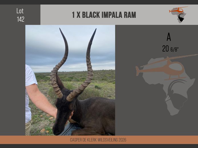 Black Impala (20 6/8")