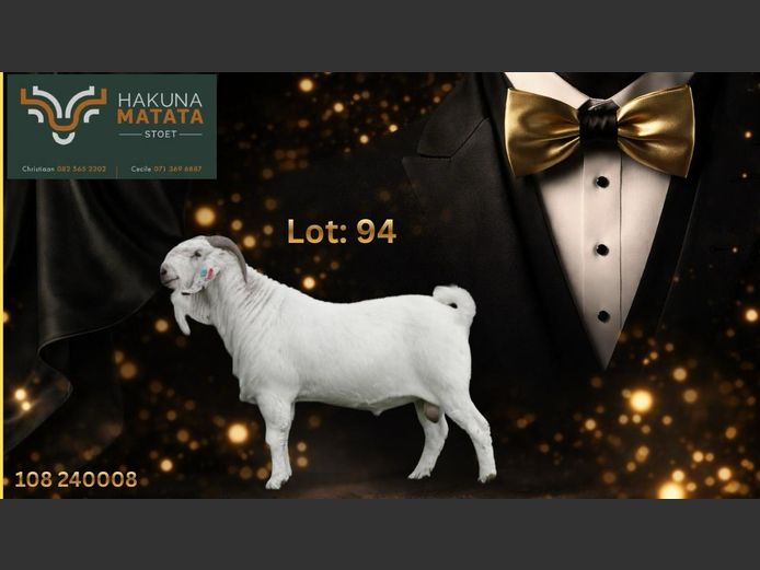 108240008 | Hakuna Matata Savanna stoet