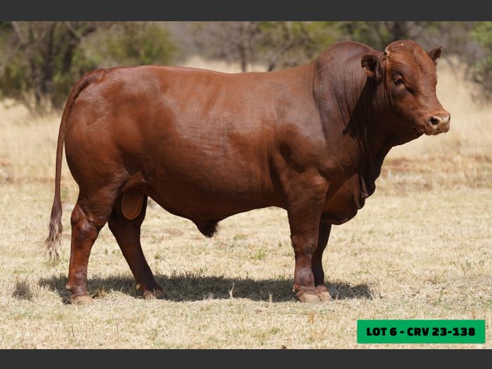 CRV230138 | LEONLIZA BONSMARAS