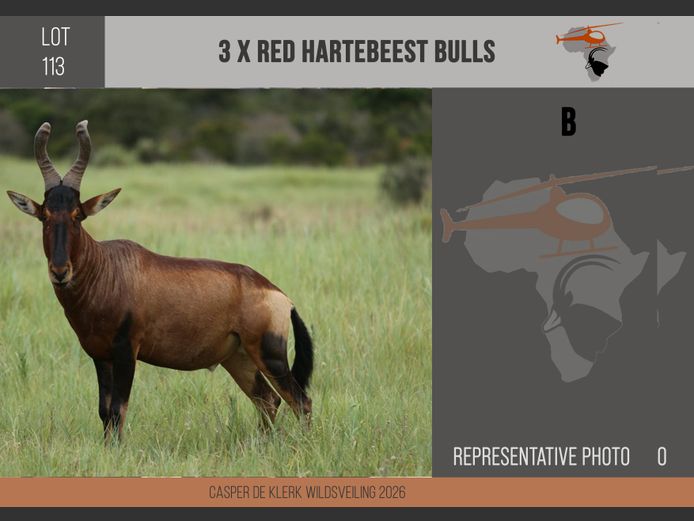 Red Hartebeest