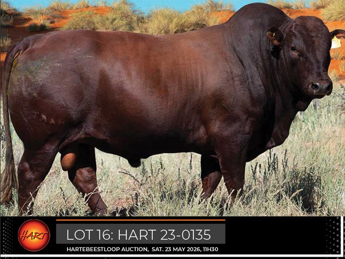 HART230135HH(c) | HARTEBEESTLOOP BONSMARA