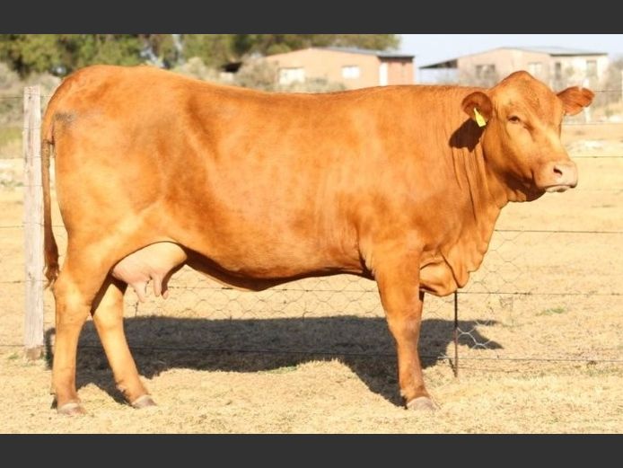 AB220109 | CCR BEEF (PTY) LTD