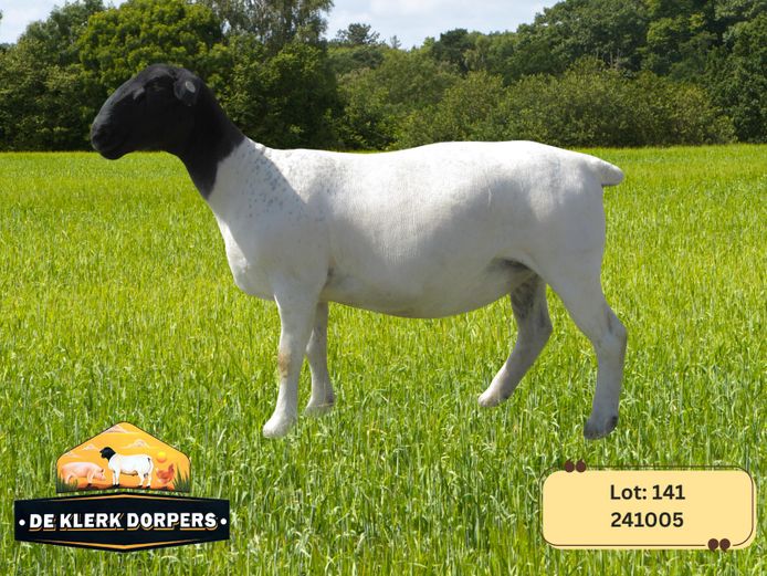 241005 | DE KLERK DORPERS