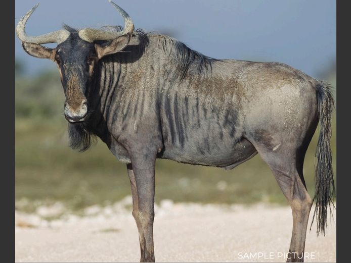 BLUE WILDEBEEST | DU PREEZ WILD