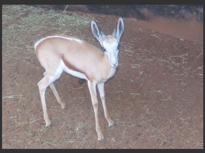 SPRINGBOK