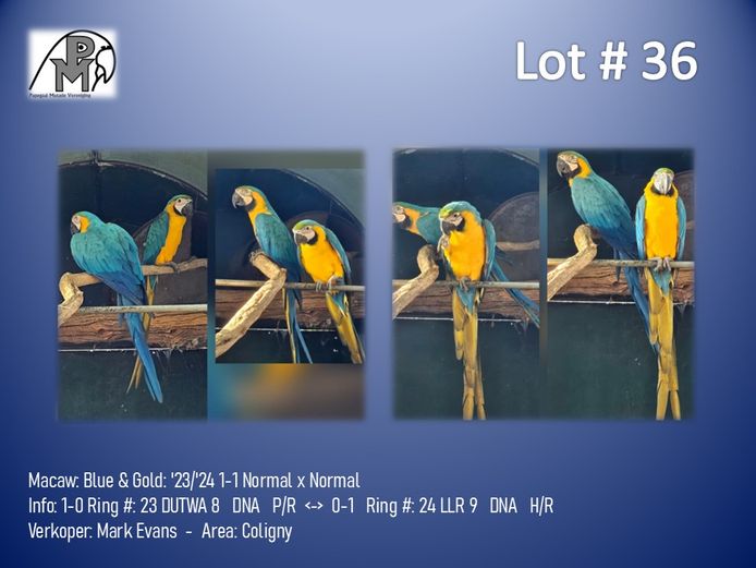 1-1 '23/'24 Macaw: Blue & Gold: Normal x Normal - Mark Evans