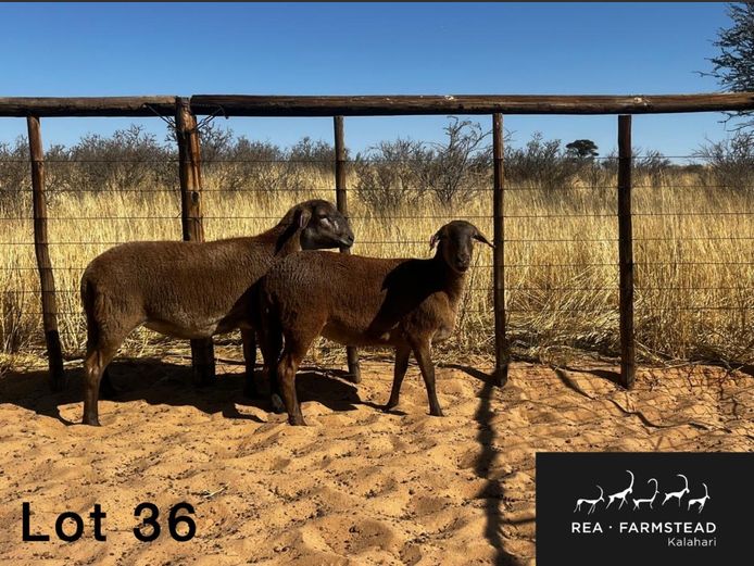 Ooie | Rea Farmstead