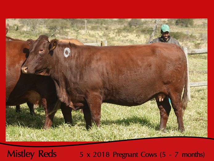 Commercial Animals | Mistley Red - Les Trollope
