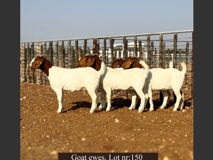 COMMERCIAL EWES | George Pearson