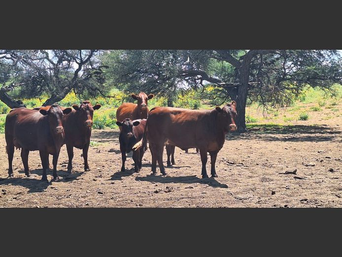 Commercial Animals | Sunstar Bonsmaras