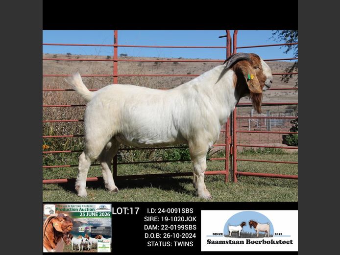 24-0091SBS | SAAMSTAAN BOERBOKSTOET