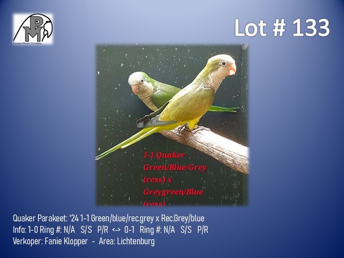 1-1 '24 Quaker Parakeet: Green/blue/rec.grey x Rec.Grey/blue - Fanie Klopper