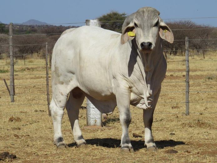 22-0138ERP | HARROBI BRAHMAN