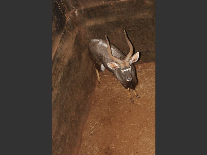 Njala