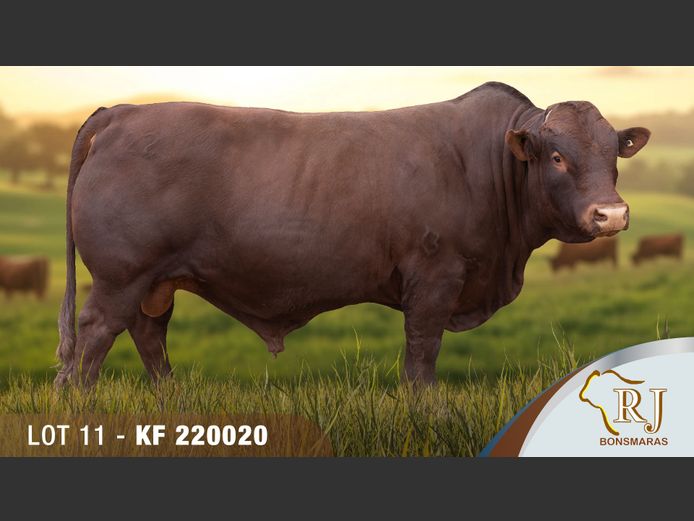 KF220020 | RJ BONSMARAS