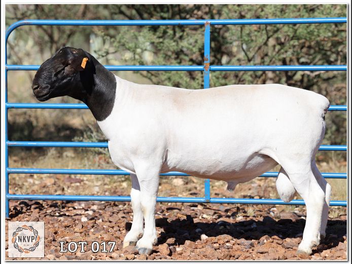 2052 24 0450 | LOUIS VAN RENSBURG, H/A LEEUPUT TRUST