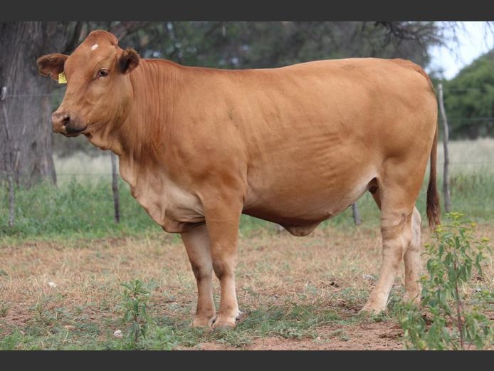 DM231360A | KAMAB SIMBRA