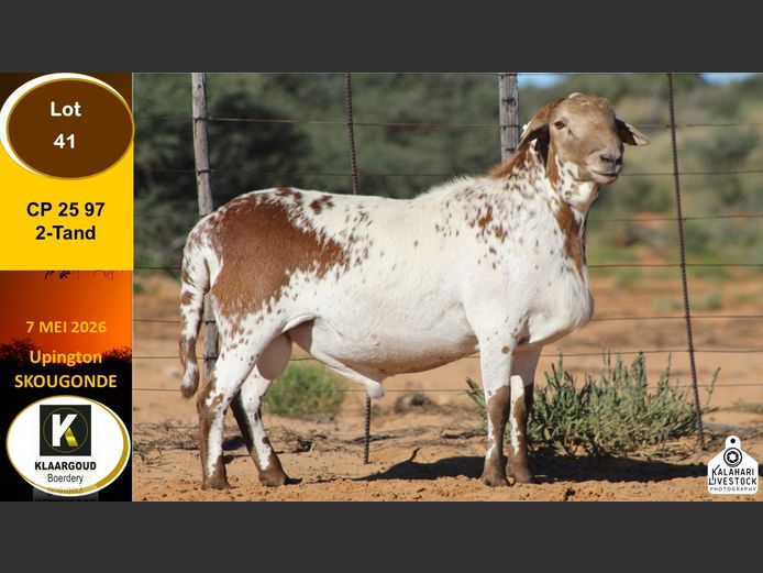CP 25 97 | KLAARGOUD BOERDERY