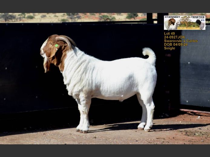 24-0927JOK | O'KENNEDY GENETICS