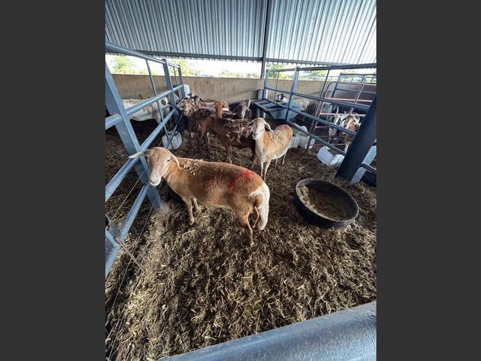 MEATMASTER | LOUMA BOERDERY