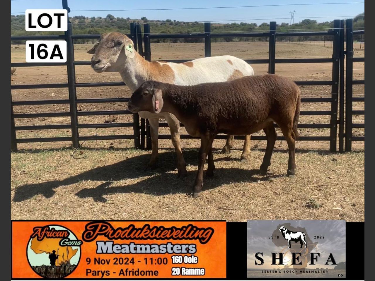 Lot 16A | AFRICAN GEM MEATMASTER PRODUKSIEVEILING | SwiftVEE ...