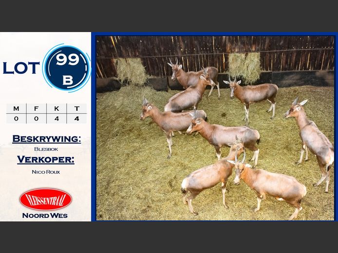 Blesbokke