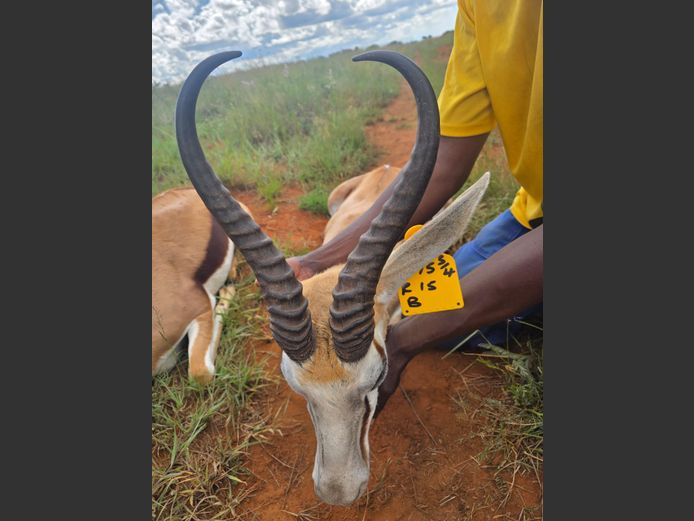 Kalahari Springbok Ram