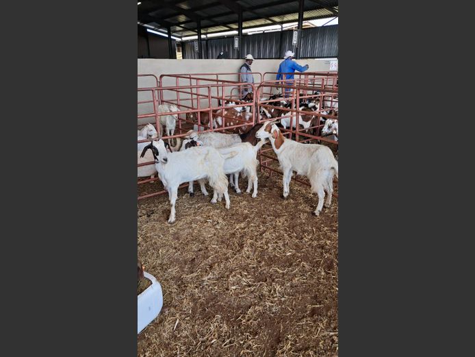 BOERBOK | NAZARDI BOERDERY