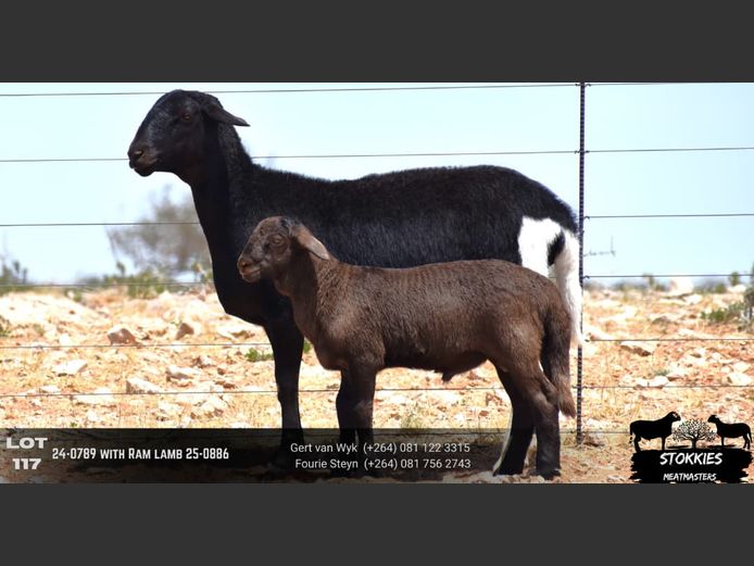 HWH24-0789 | Stokkies Meatmasters