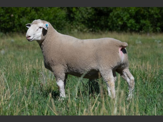 MS 250053 | J.L. DU RANDT