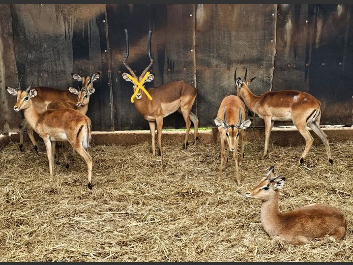 IMPALA | 5 x SAVANNAH & 1 x BUFFELSPOORT 