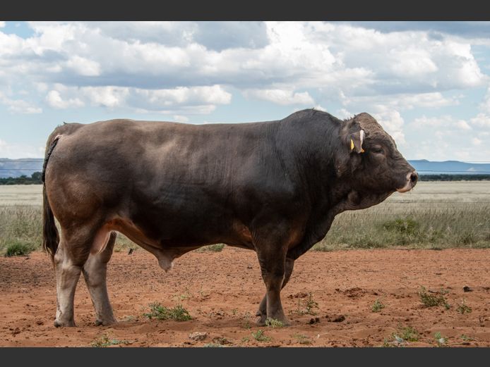 22-0092LDJ | CHARITY BRAUNVIEH