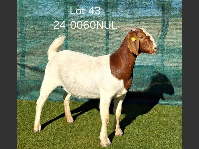 24-0060NUL | NICOLE ULRICH & EGBERT HOFF