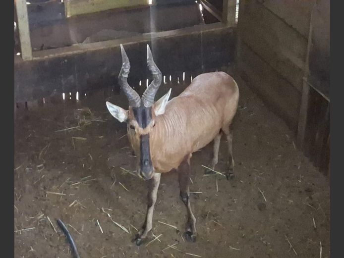 RED HARTEBEEST | HIGHLAND